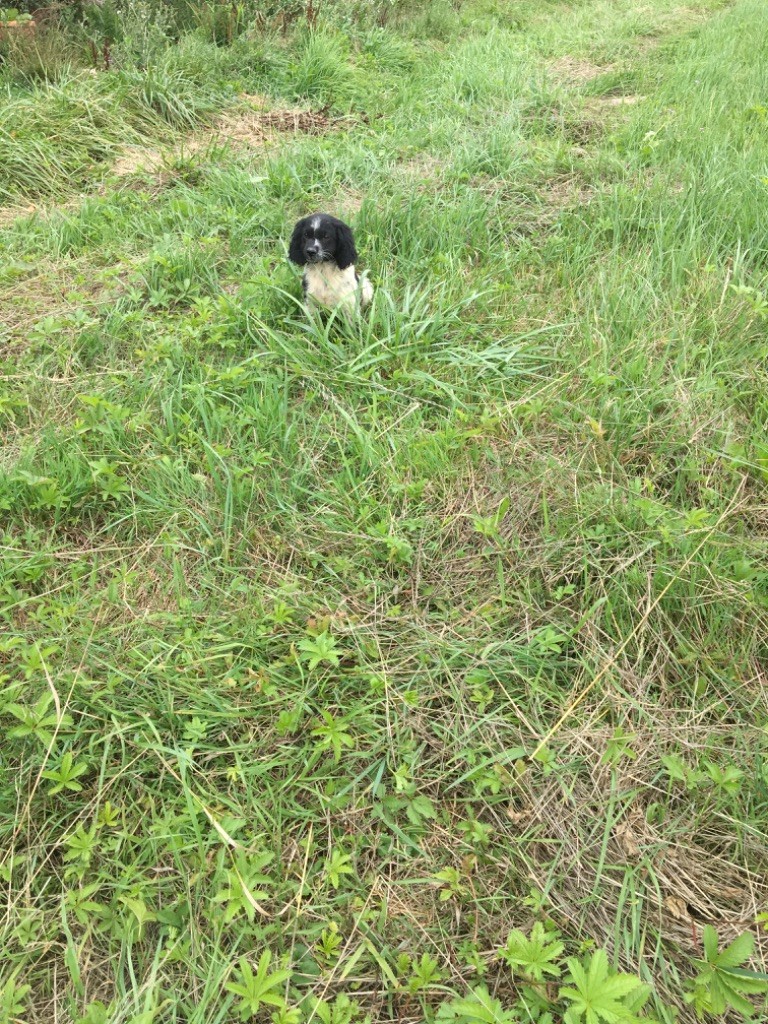 De L'Univers De Maeva - Chiots disponibles - Epagneul Breton