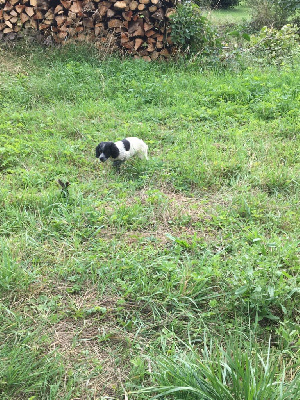 CHIOT 2