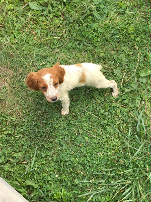 CHIOT 5