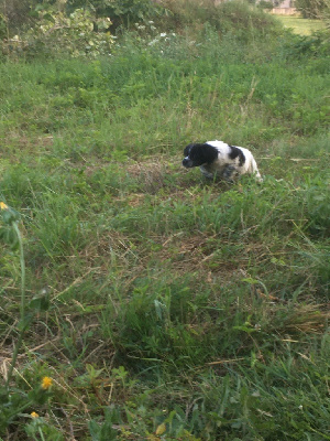 CHIOT 4
