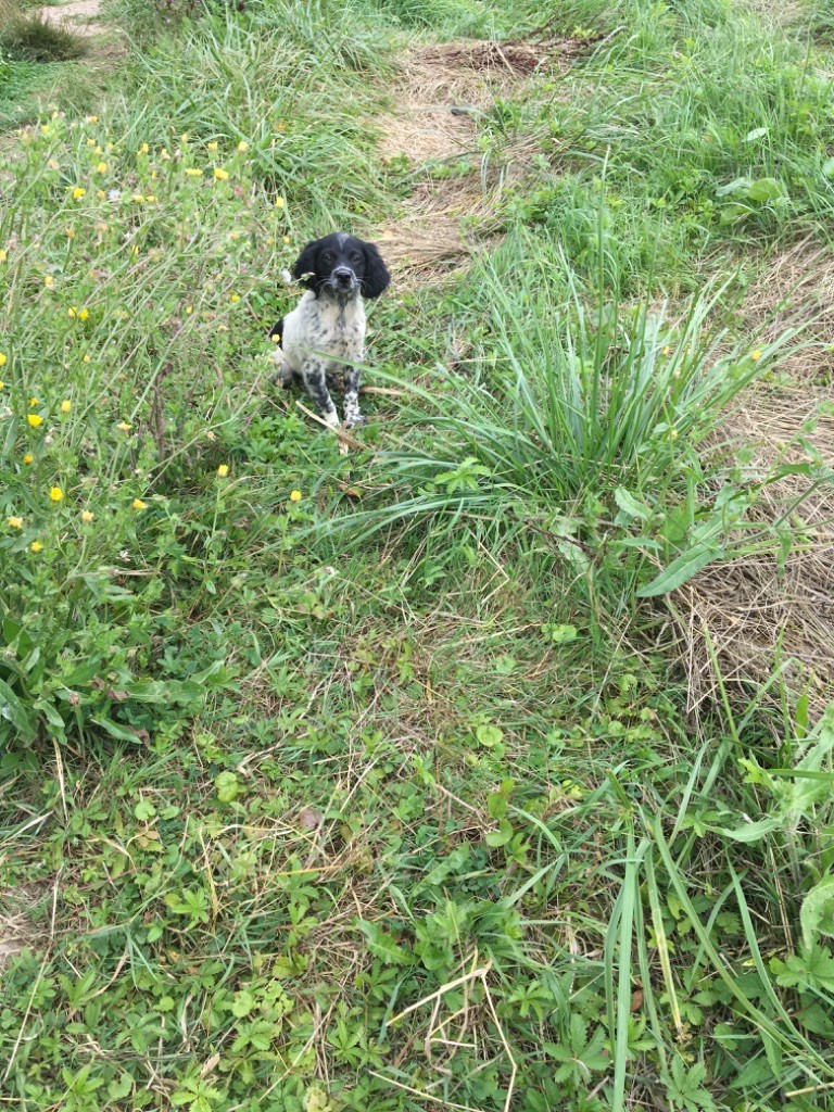 De L'Univers De Maeva - Chiots disponibles - Epagneul Breton